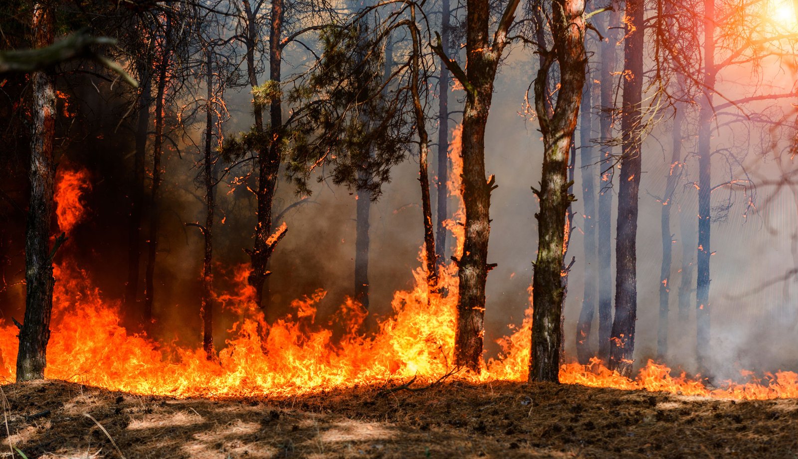 Lee más sobre el artículo [:es]El abandono de residuos es una de las principales causas de incendios forestales[:va]L’abandonament de residus és una de les principals causes d’incendis forestals[:]