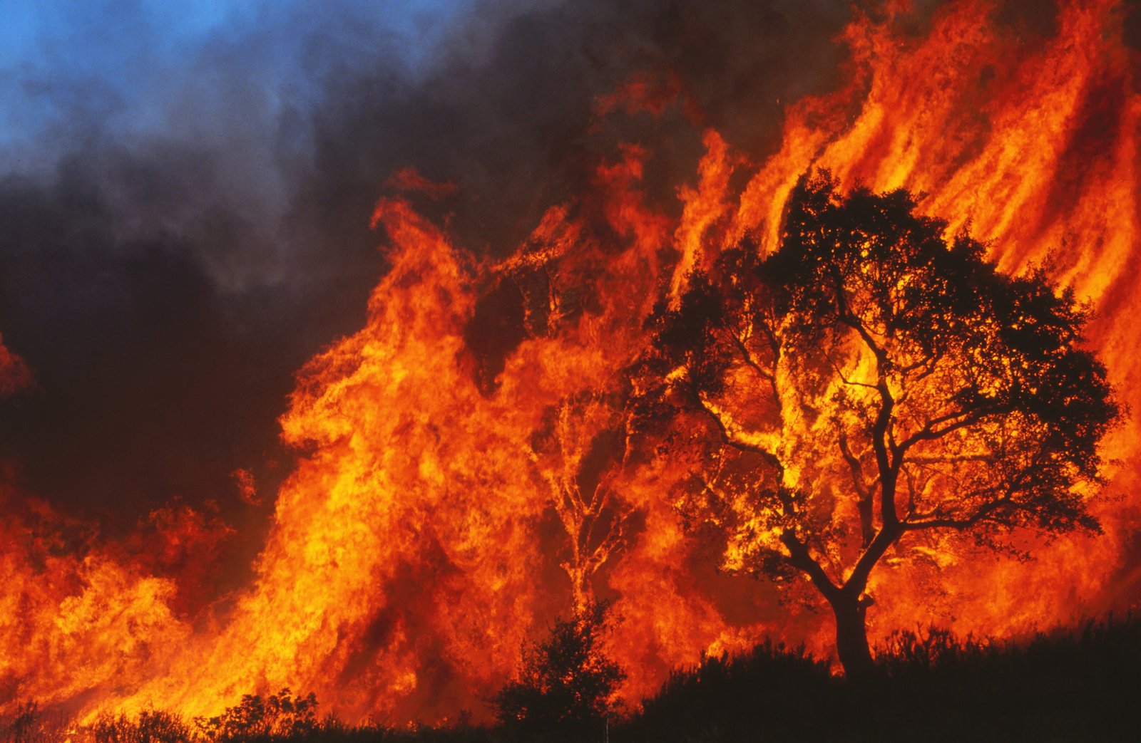 Lee más sobre el artículo Día Mundial de la Prevención de Incendios Forestales
