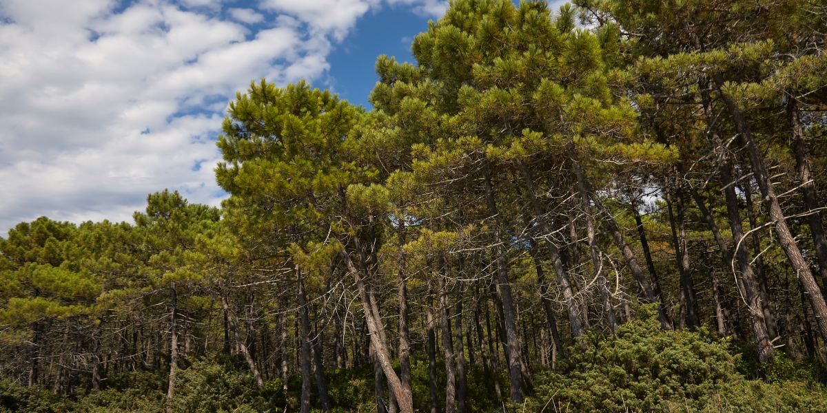 Mediterranean stone pine forest on the coast of Punta Ala, Tuscany, Italy.